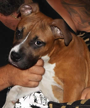 DDDawgs Red Bull (AI)